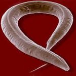 C_elegans